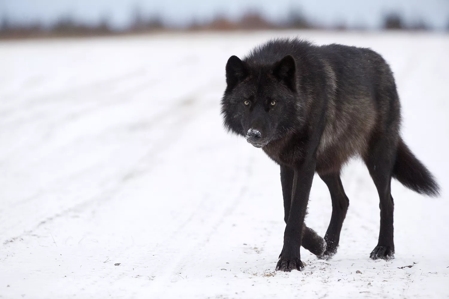 Image of a black wolf on a snowy land